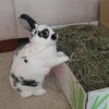 10lbs 2nd Cutting Perfect Blend Timothy Hay | smallpetselect-development