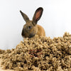 2nd Cut Timothy + Bedding | smallpetselect-development