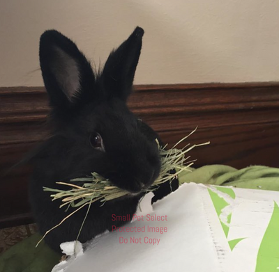 2nd Cut Timothy + Bedding | smallpetselect-development