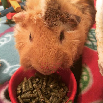 2nd Cut Timothy + Guinea Pig Pellets + Bedding | smallpetselect-development