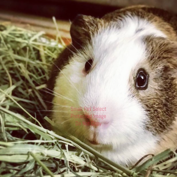 2nd Cut Timothy + Guinea Pig Pellets + Bedding | smallpetselect-development