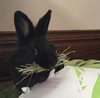 3rd Cut Timothy + Bedding | smallpetselect-development