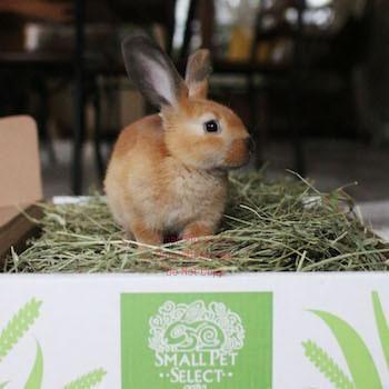 5lb 1st Cutting High Fiber Timothy Hay | smallpetselect-development