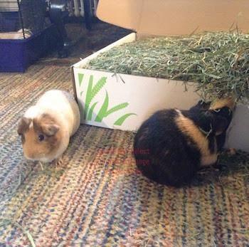 5lb 2nd Cutting Timothy Hay | smallpetselect-development