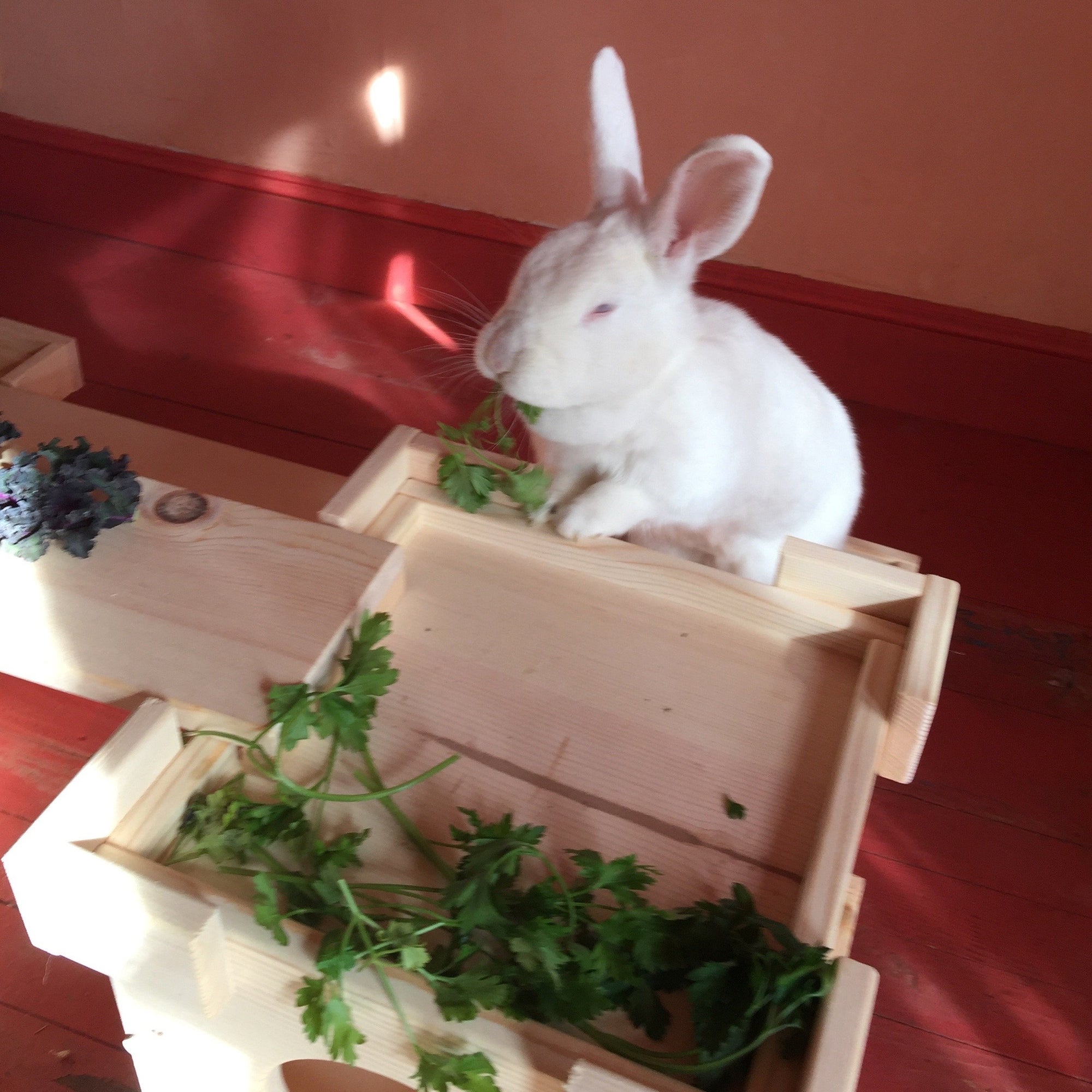 Castle Tunnel | smallpetselect-development