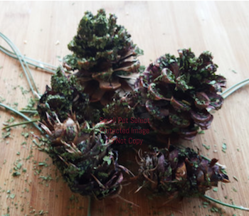 Fancy Fruited Pine Cone Chews | smallpetselect-development