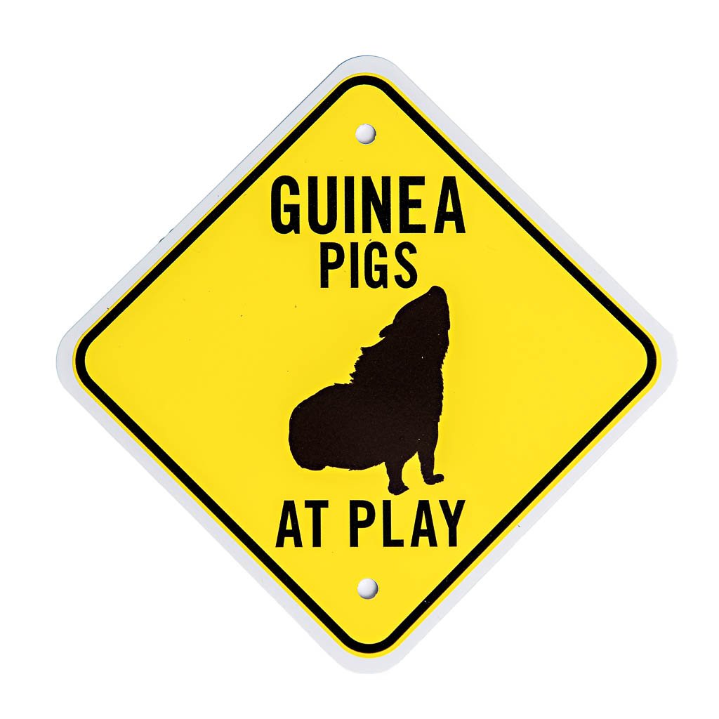 Guinea Pigs At Play | smallpetselect-development