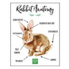 Sweet Rabbit Anatomy Print | smallpetselect-development