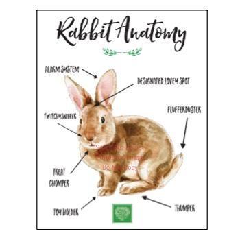 Sweet Rabbit Anatomy Print | smallpetselect-development