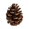 Totally Natural Pinecone | smallpetselect-development