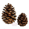 Totally Natural Pinecone | smallpetselect-development