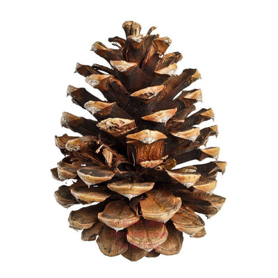 Totally Natural Pinecone | smallpetselect-development