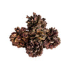 Fancy Fruited Pine Cone Chews | smallpetselect-development